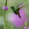 Colibrì