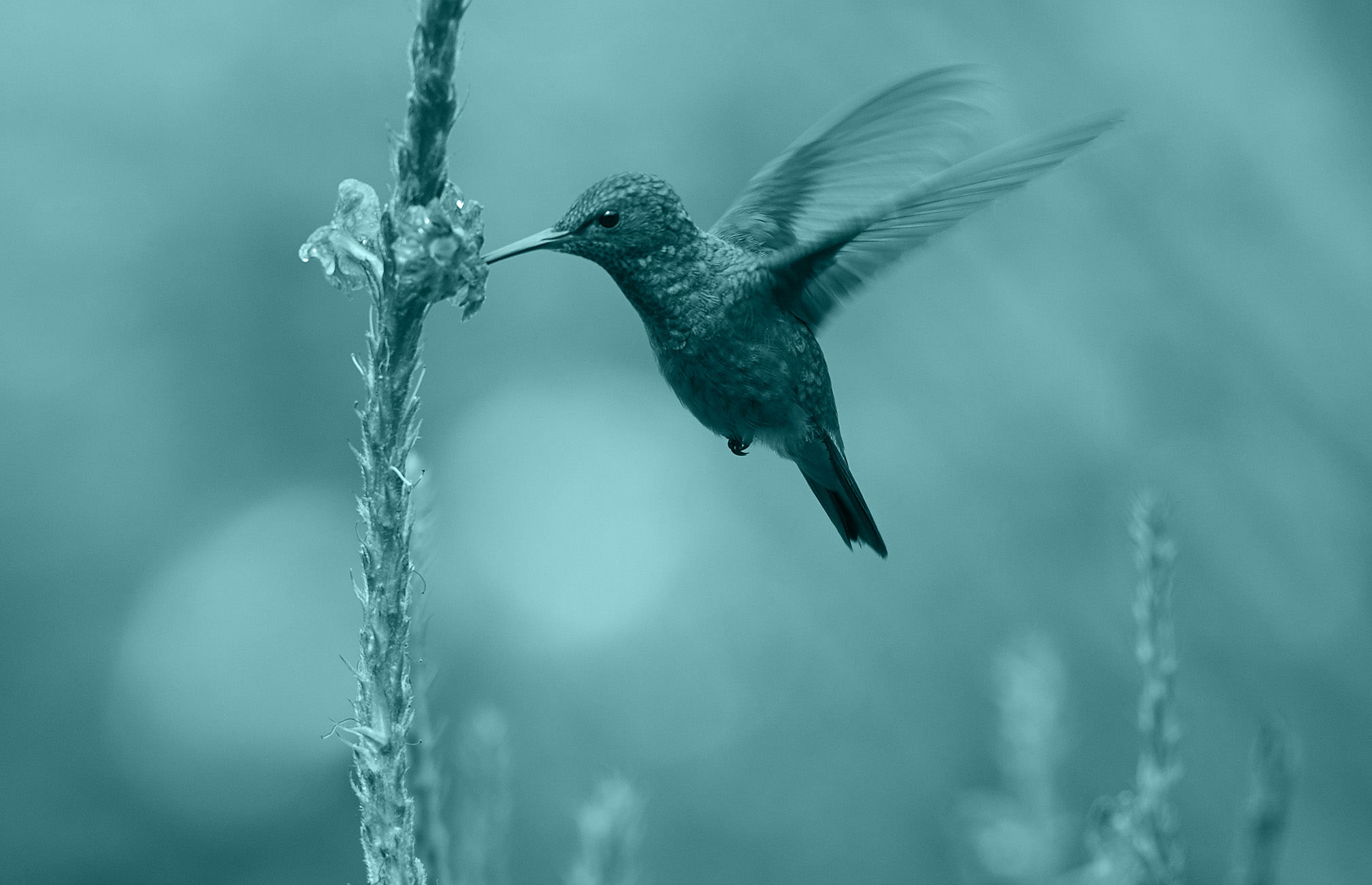colibri_color_coop_2